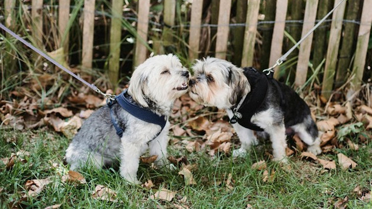dogs